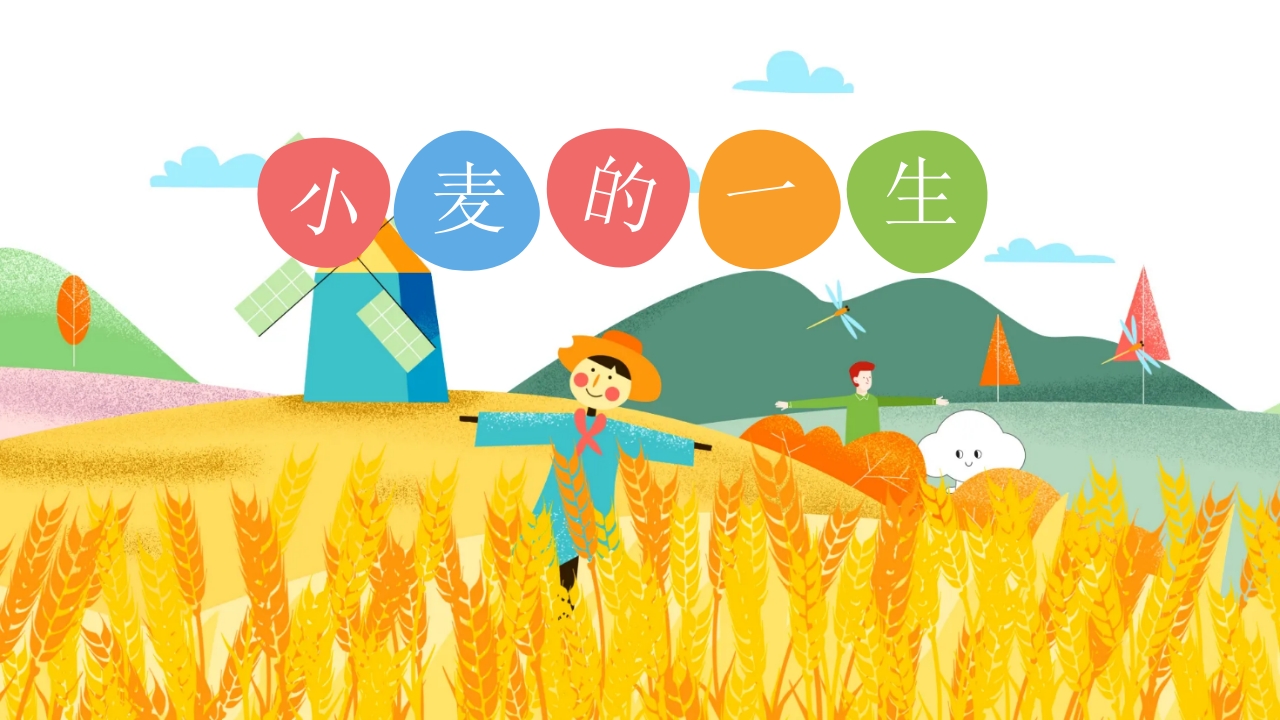《小麦的一生》幼儿园科学教育PPT课件.pptx