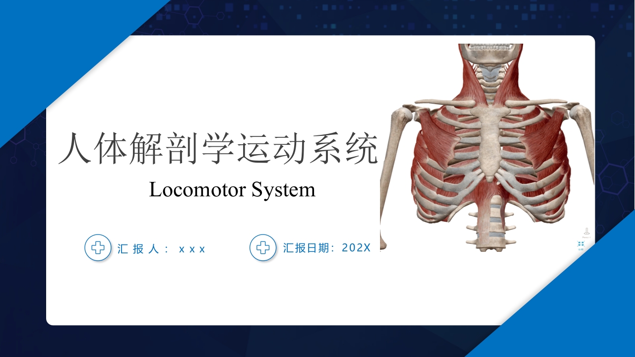 人体解剖学运动系统ppt.ppt