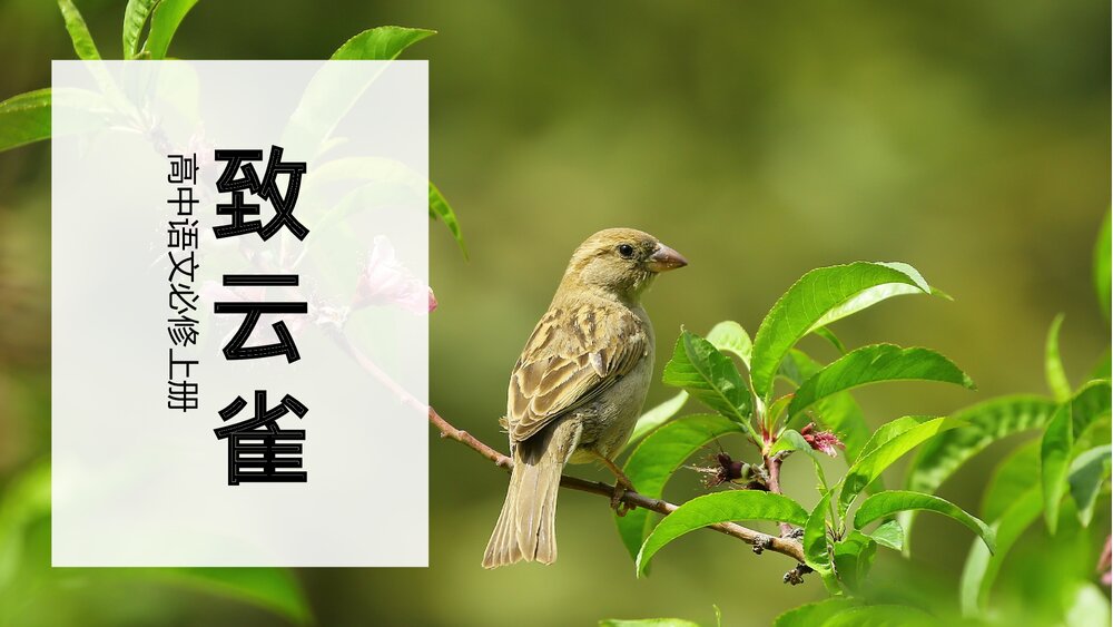 《致云雀》高中语文必修教学PPT课件.pptx