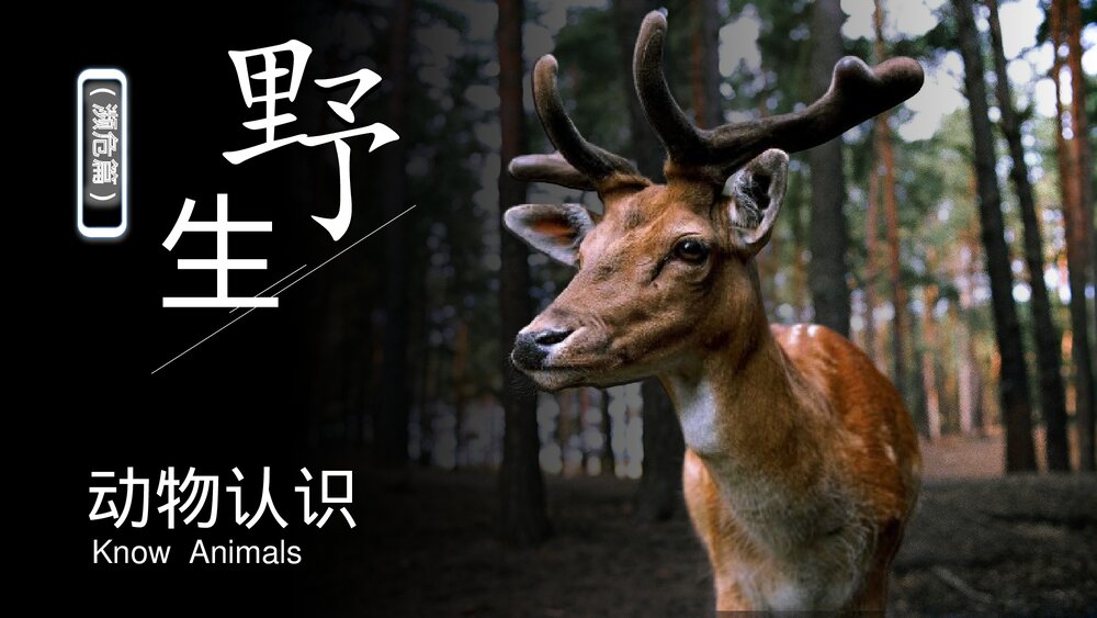 濒危类野生动物认识ppt.pptx